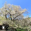 山妻有の桜