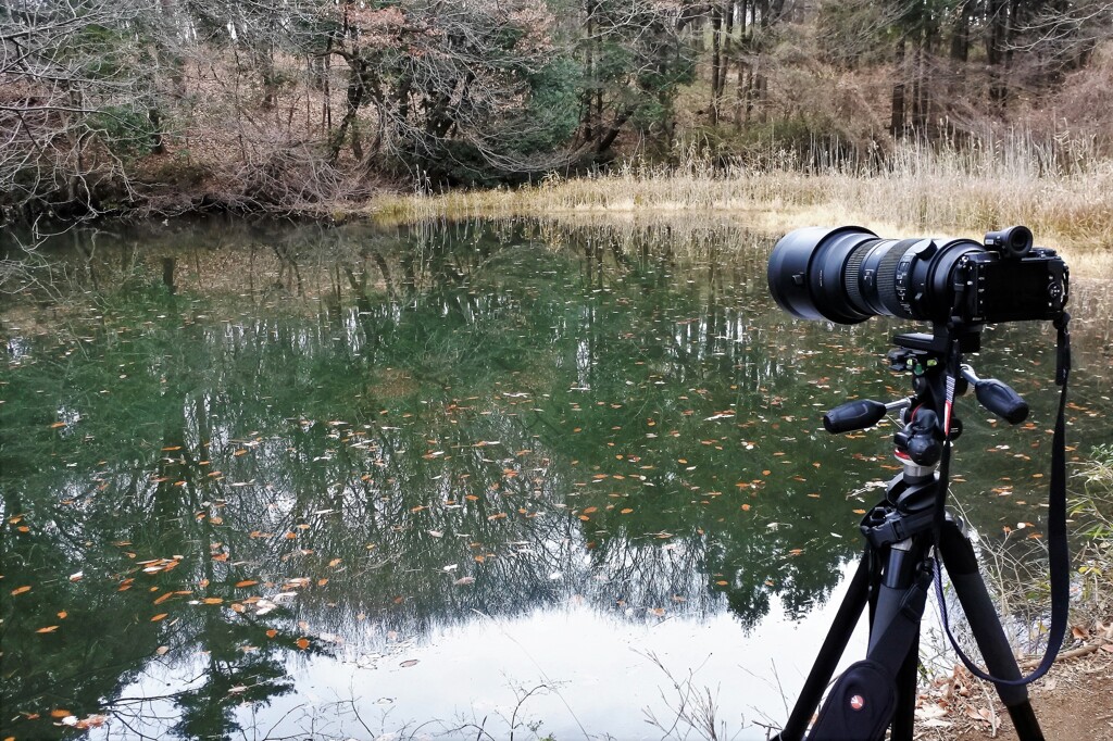 カワセミを追って