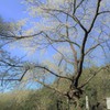 霞桜