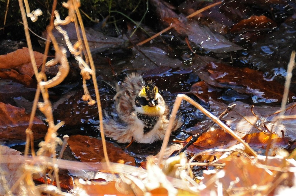 ミヤマの行水