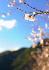 冬桜の町