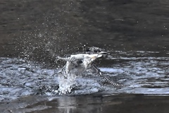 around splash