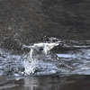 around splash