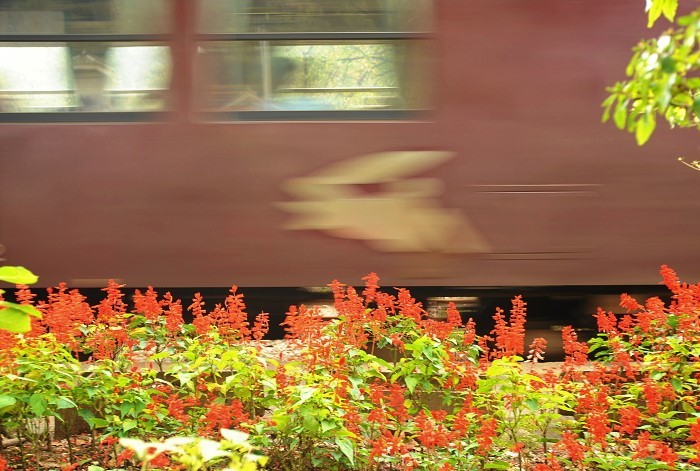 時をかけるウサギ