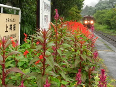小雨のホーム　