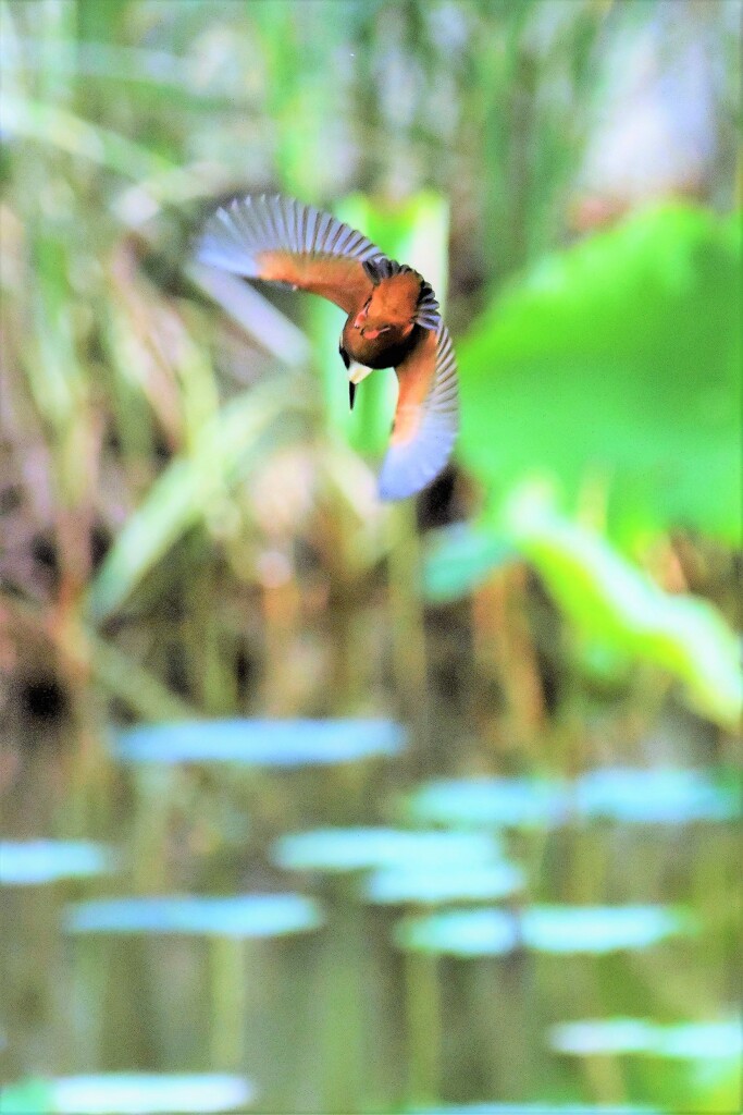 Diving
