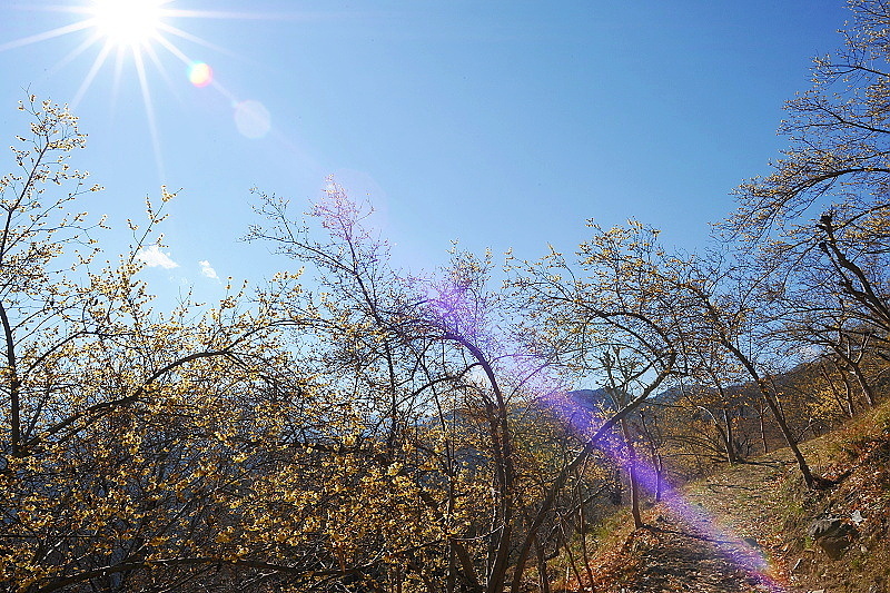 蝋梅の咲く道