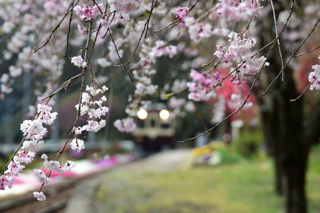 上神梅の春