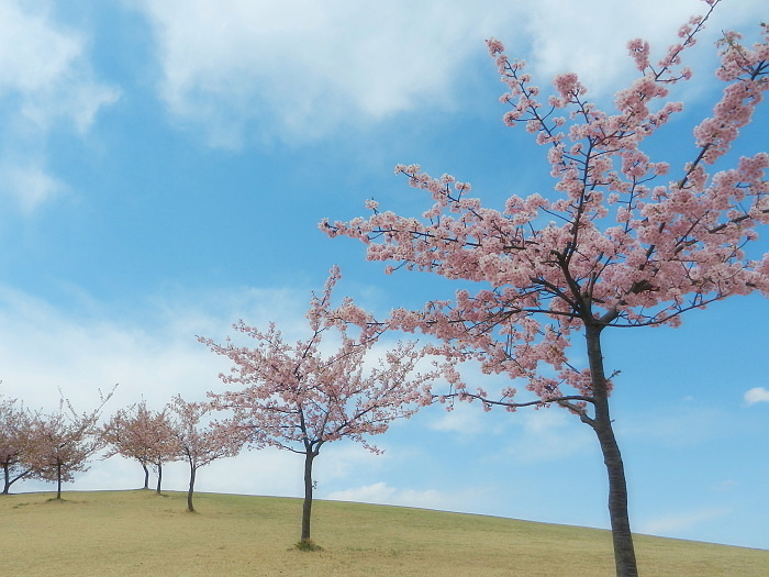 丘の上の桜