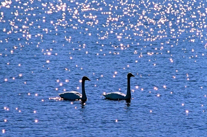 swan