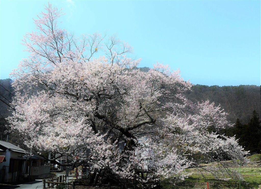 古木に咲く