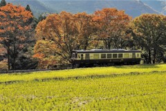 新参者