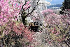 神戸駅 花の宴