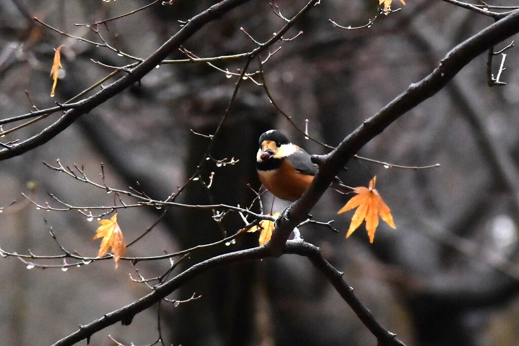 食べる？