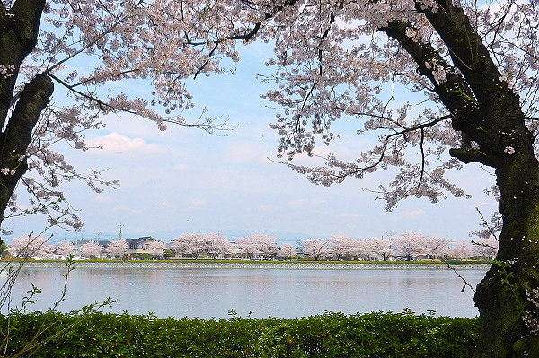 桜の窓