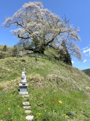 桜巡り