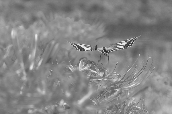 エヴァンゲリオン 発進！！