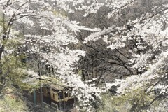そして 春