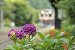 6月の花