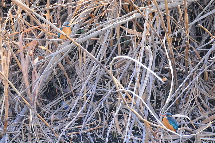 昼下がりのワンペア