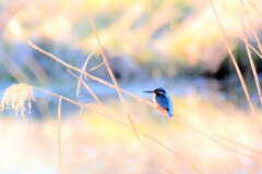 かわせみ2号 かわせみ2号