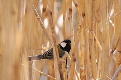 籠の鳥