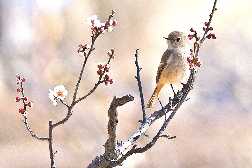 春が来た
