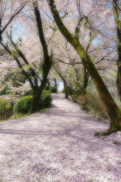 桜の道