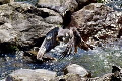 Hunter