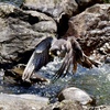 Hunter