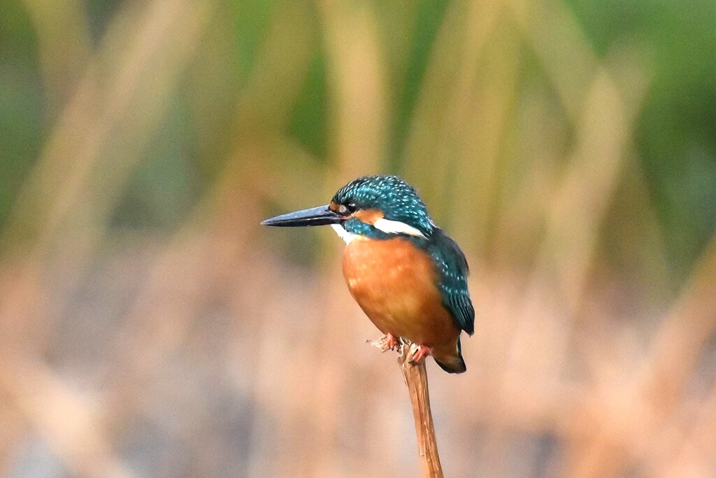 Profile