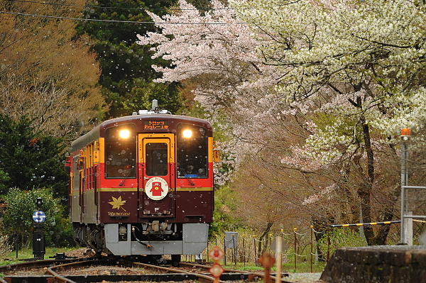 桜の涙