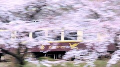 わ鐵 桜流し