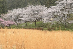 桜トンネル