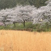 桜トンネル