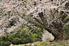 針山の一本桜