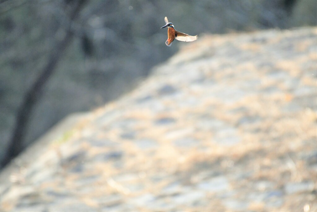 土手の上の凧あげ