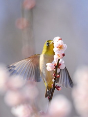 春にkiss