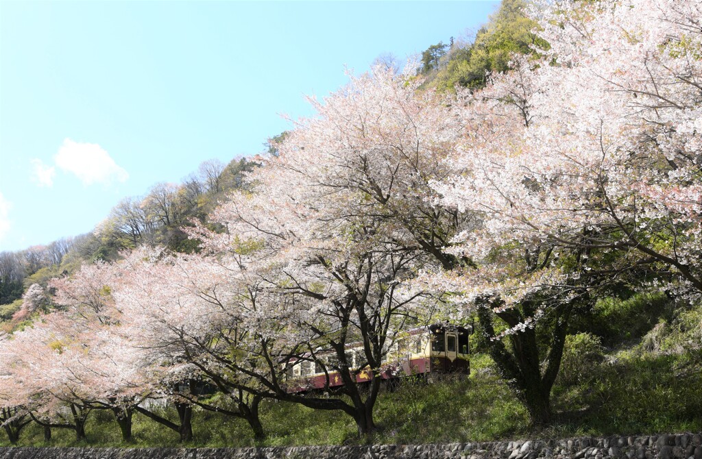 桜道