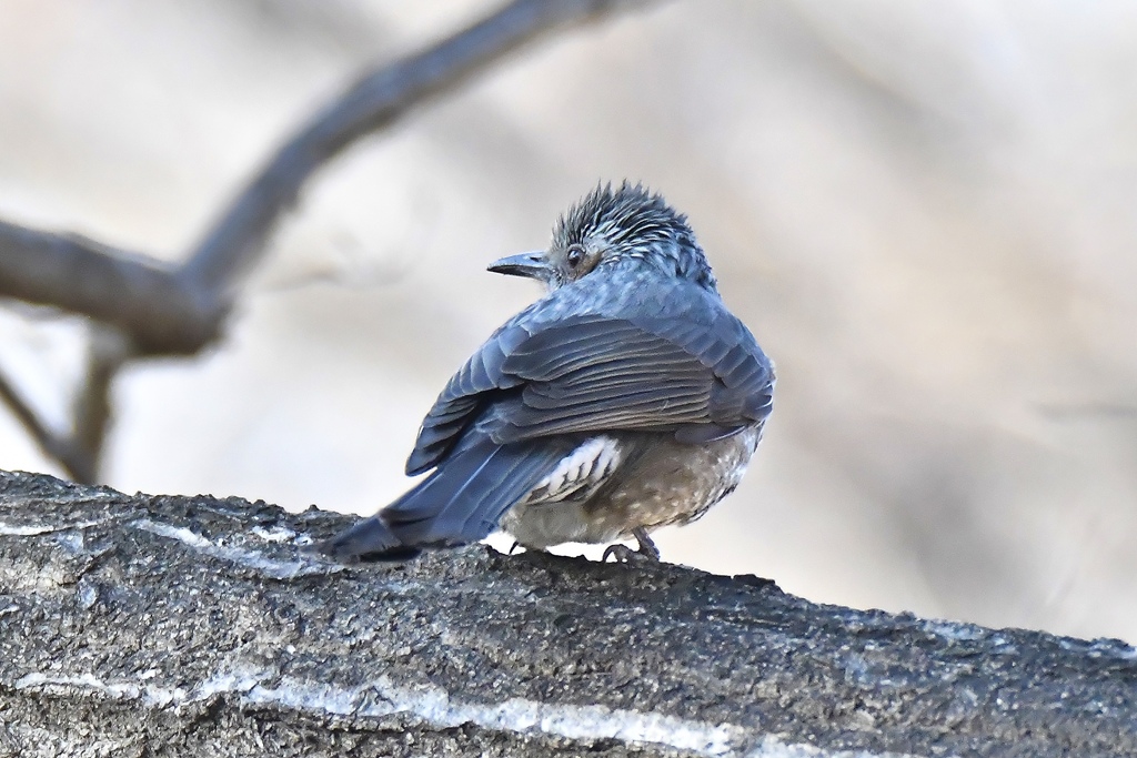 bluebird