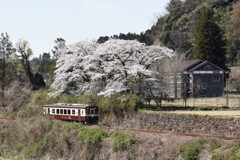 学校だより