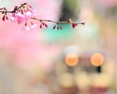 雅桜