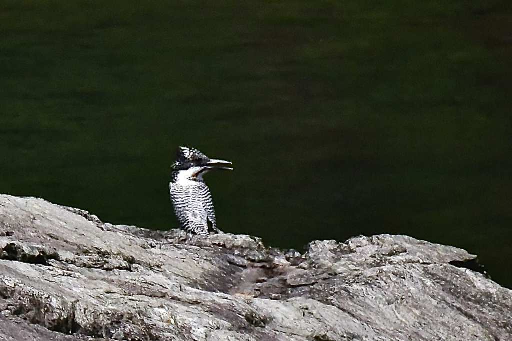 Boy on the rock