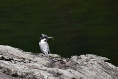 Boy on the rock