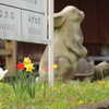 ウサギと・・