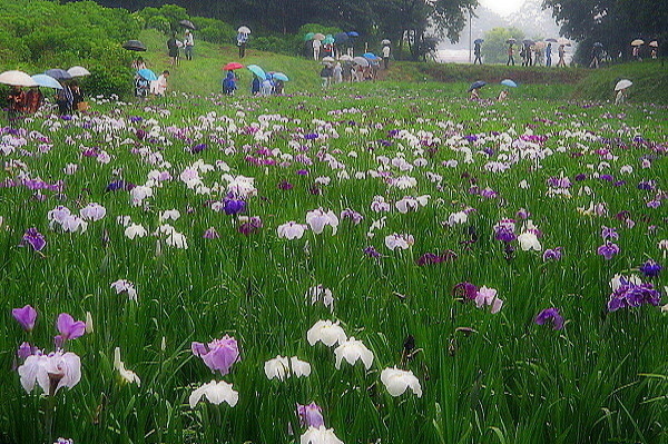 雨なので・・