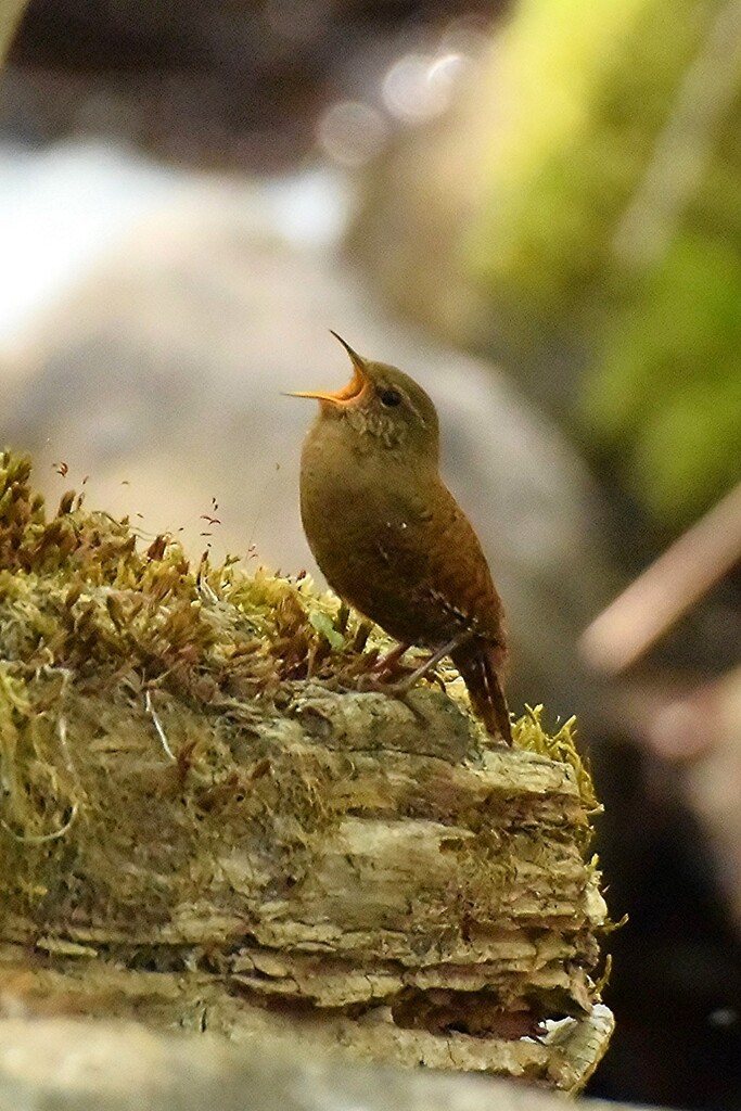 渓谷に鳴く