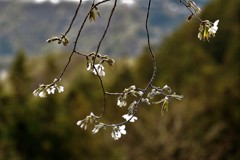 石割桜