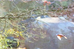 去る者　追わず