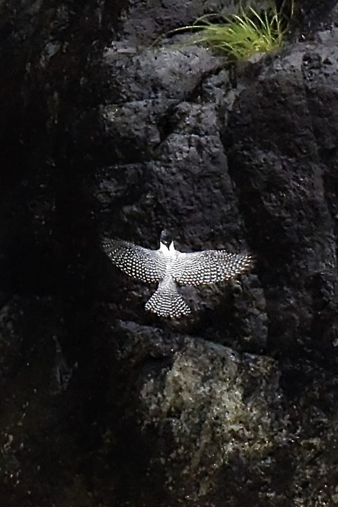 ヤマセミwing